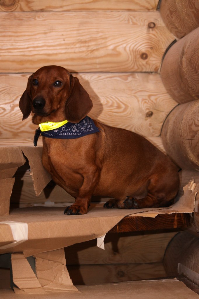 Елена Ерашева | Сосновый Бор (поселок)