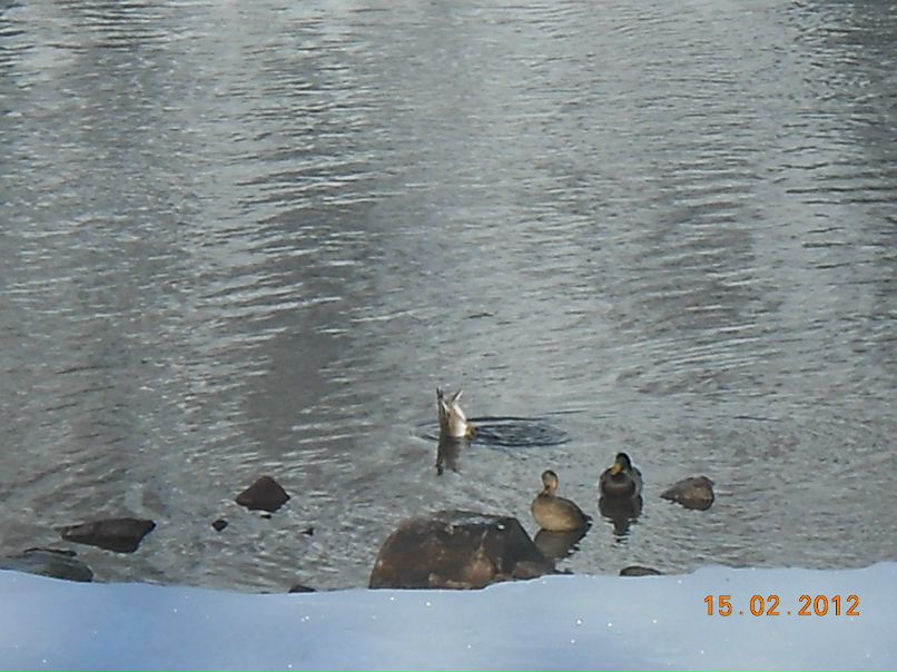 Петр Журавлёв | Красноярск