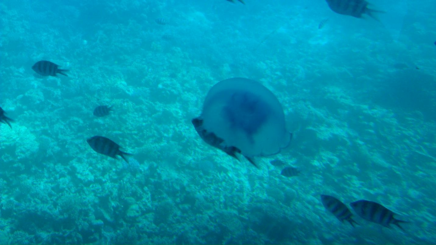 Роман Маланичев | Москва