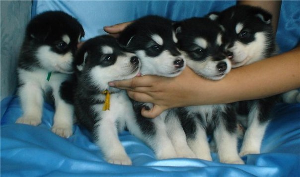 Андрей Козлов КЭП | Санкт-Петербург