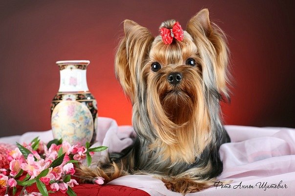 Мариша Маринина ***МАЛИНКА*** | Санкт-Петербург