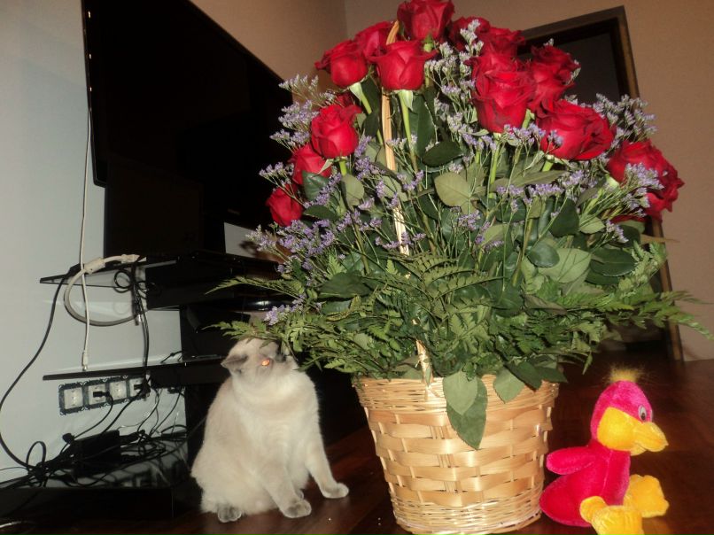 Евгения Богачёва Devil | Hamburg