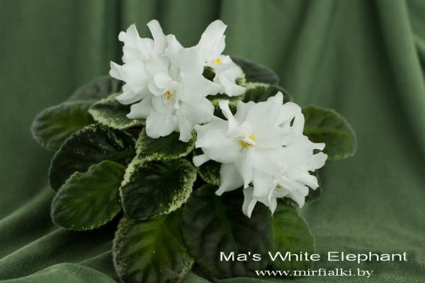 Ексакустодиан Либерман | Чернигов