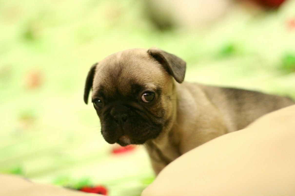 Света Мельник | Москва