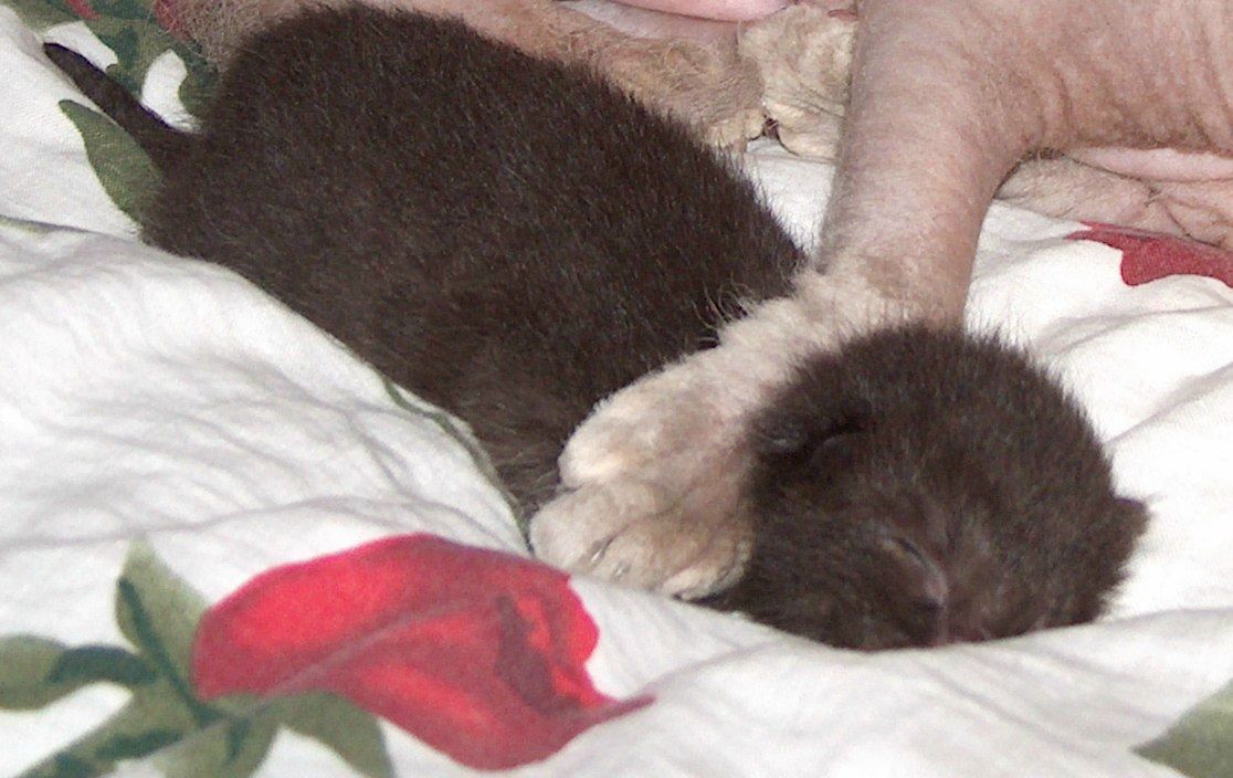 Анюсечка Мухина ((В душе>Я<Блондинка)) | Киев