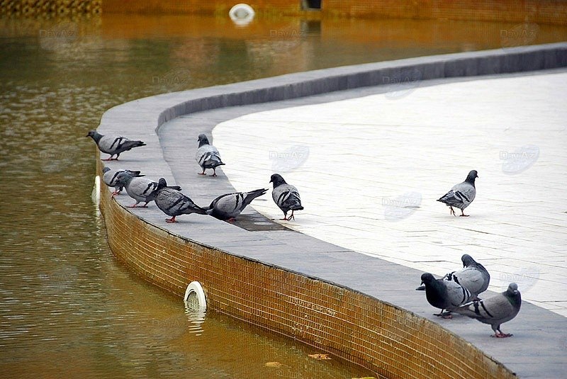 Elgun Aliyev ROmANtIK | Баку