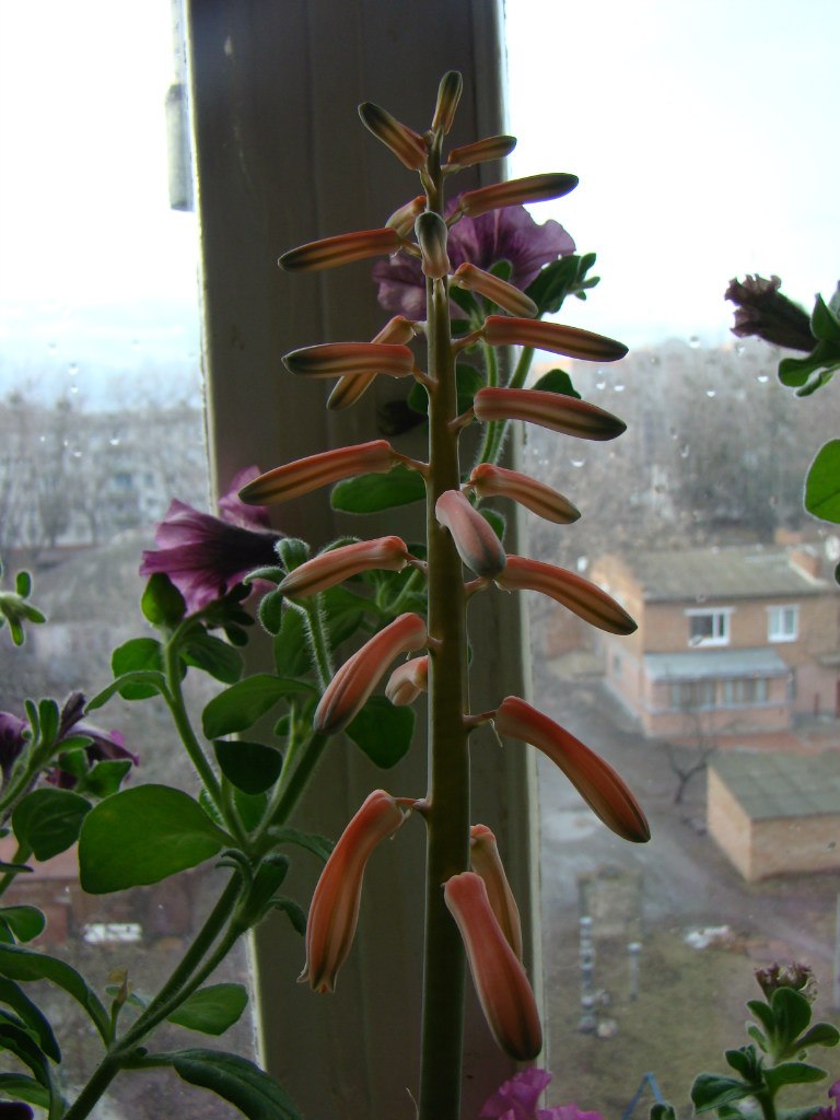 Антонина Гордий 