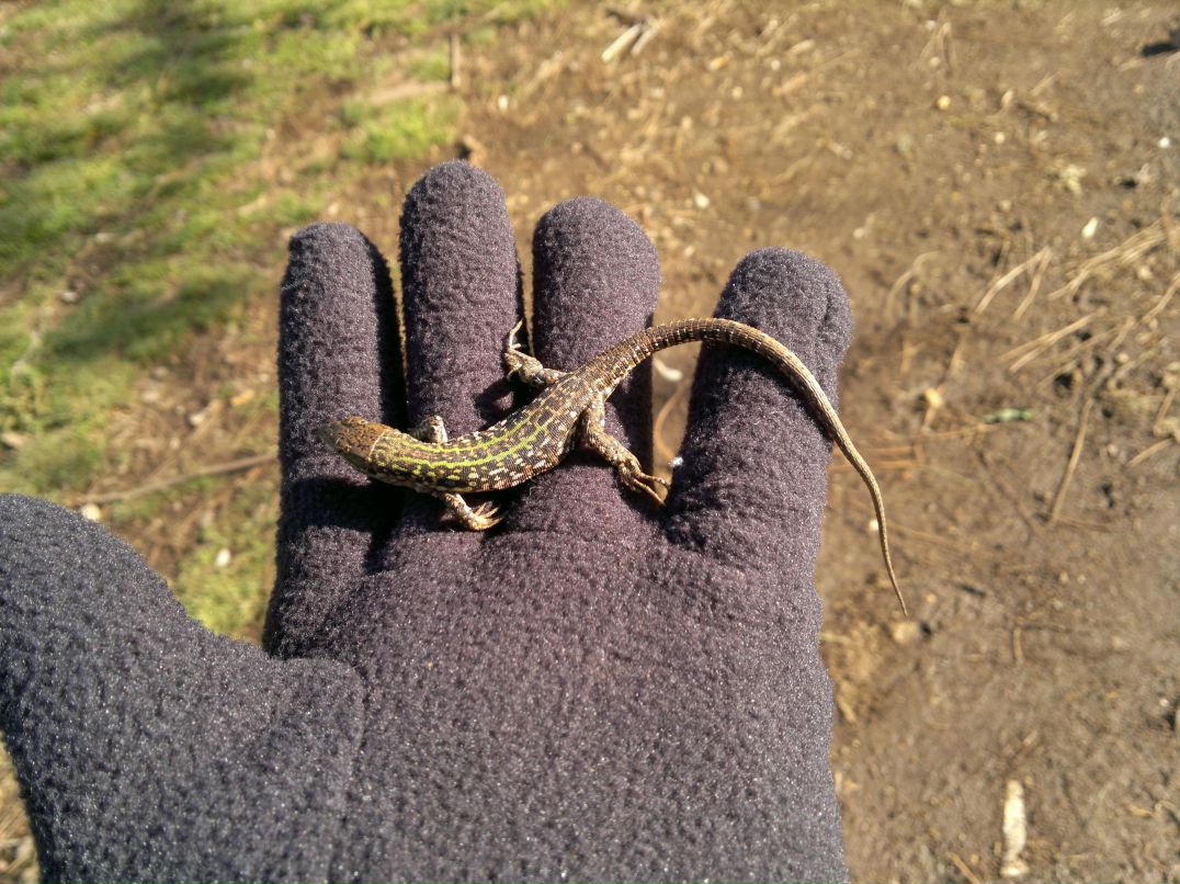 Віталік Майданський | Roma