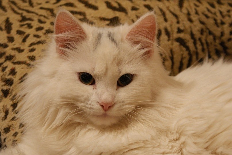 Александра Павлова-Джураева | Тверь