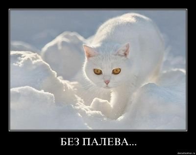 Юлия Емельянова | Новосибирск