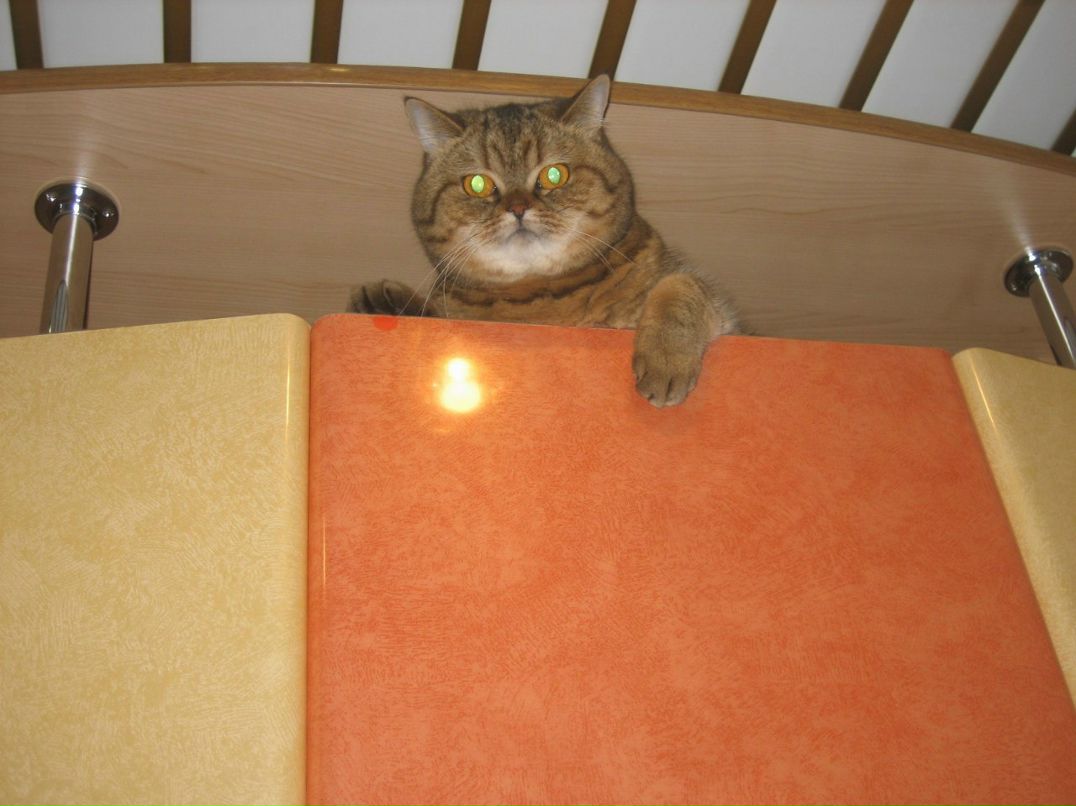 Светлана Заварзина | Нижний Новгород