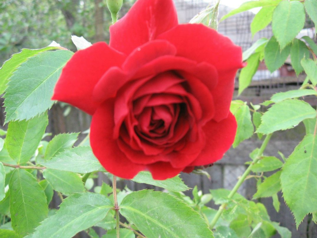 Татьяна Шаркова | Борисов