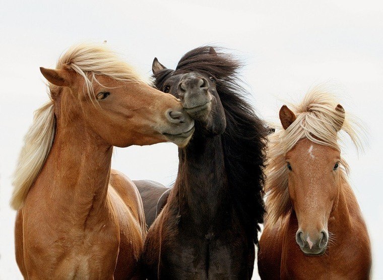 Kamaliya çınar | Уфа