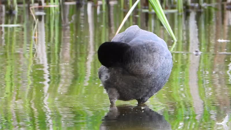 Дама в