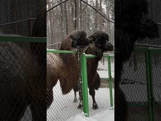 орловское полесье