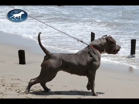 PERFECTION: Big muscled blue bully female pitbull: BGKs Dolce, perfect female bully