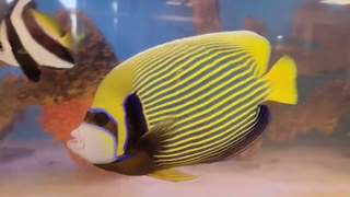 Large Saltwater Fish Tank!