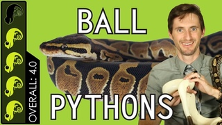 Ball Python, The Best Pet Reptile