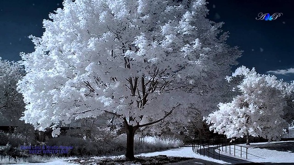 Sweet Winter Love David LANZ ft Kristin