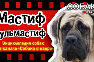 Мастиф,Бульмастиф. Энциклопедия собак.