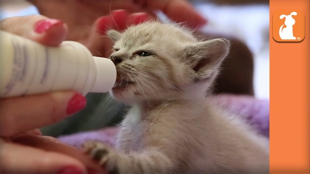 Bottle Baby Kittens ( Cute Compilation) Kitten
