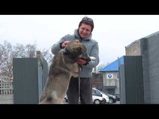 4ЛАПКИ_АМУР