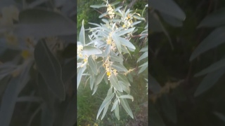 ЗАЦВЕЛ ЛОХ, #ДИКАЯ #МАСЛИНА