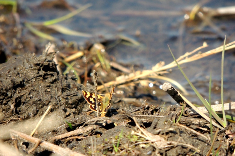 Катя Савина | Минусинск
