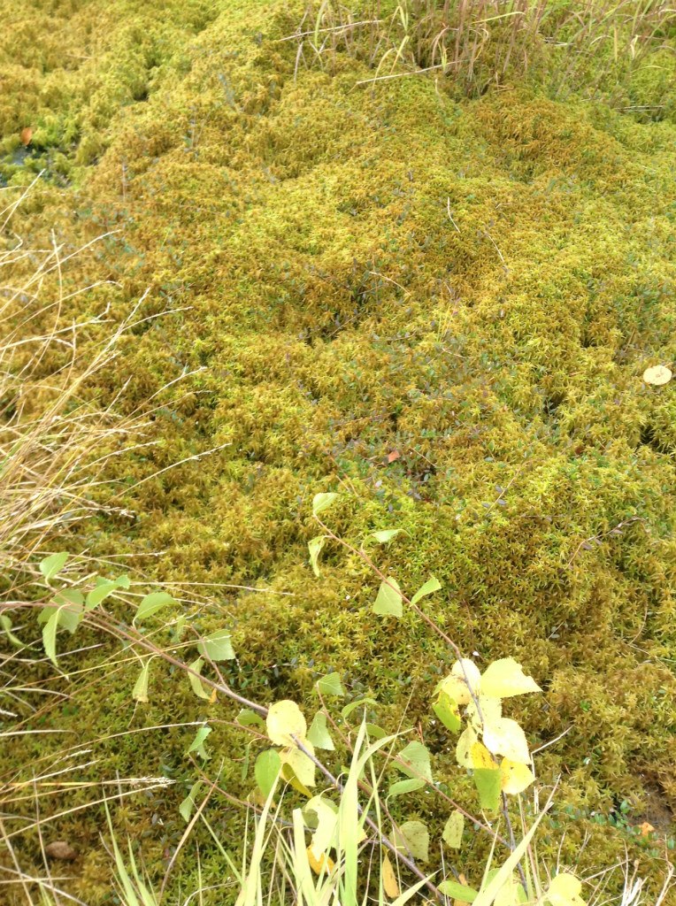 Максим Корчагин | Кемерово