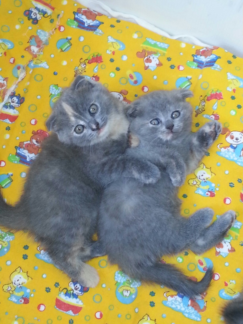 Алёна Громова | Иваново