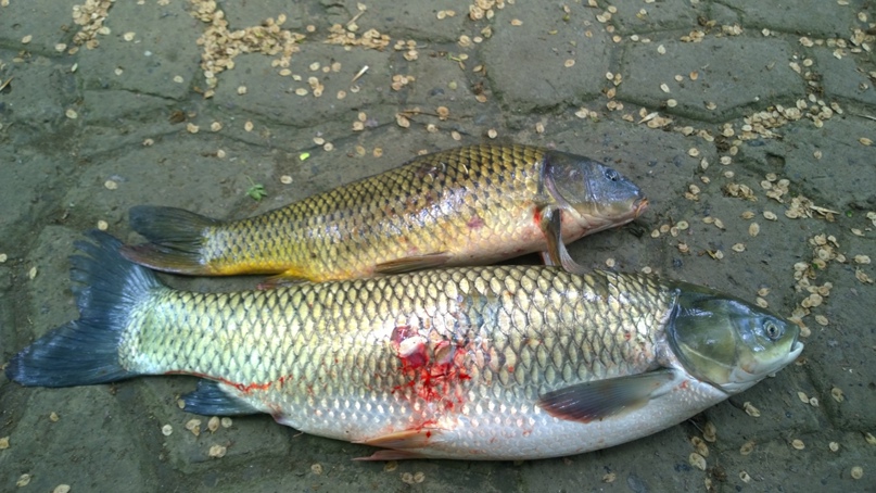 Александр Сироткин El_Barto | Москва