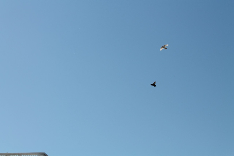 Ярослав Николаев | Химки