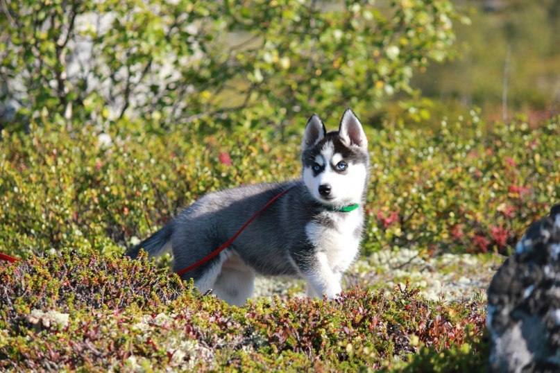 Луиза Иванова | Череповец