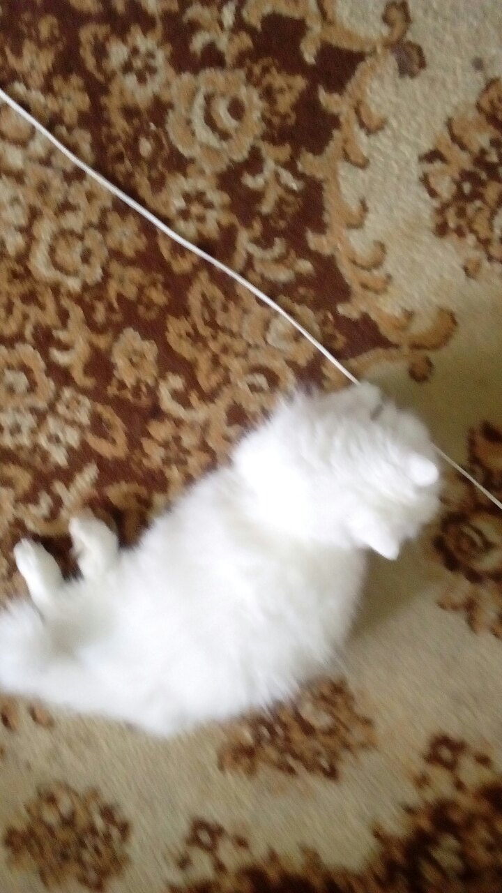 Елизавета Валерьевна | Красноярск