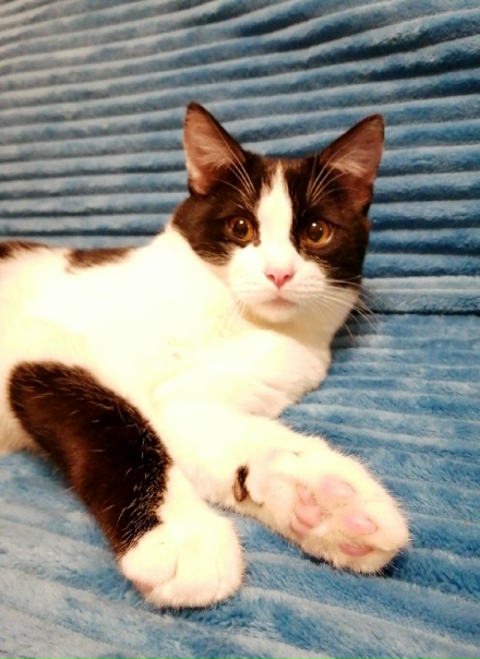 Котенок, Кошечка, Кошки
