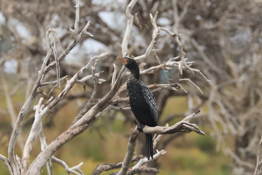Кения - Занзибар, октябрь 23г: Масаи Мара, Накуру, Найваша, Амбосели, Нунгви Кения - Занзибар, октябрь 23г: Масаи Мара, Накуру, Найваша, Амбосели, Нунгви