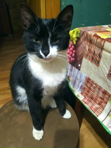 Ещё одна котя обрела дом... Захожу в подьезд, там...
