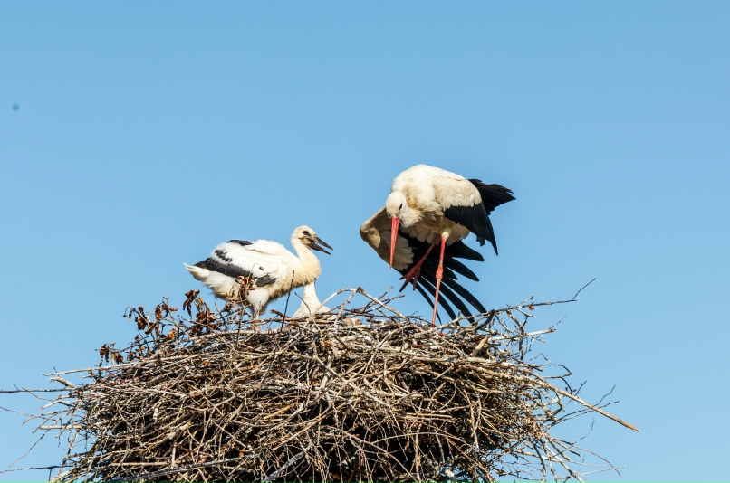 Сергей Олейников | Минск