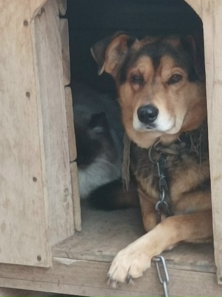 Найди кота)