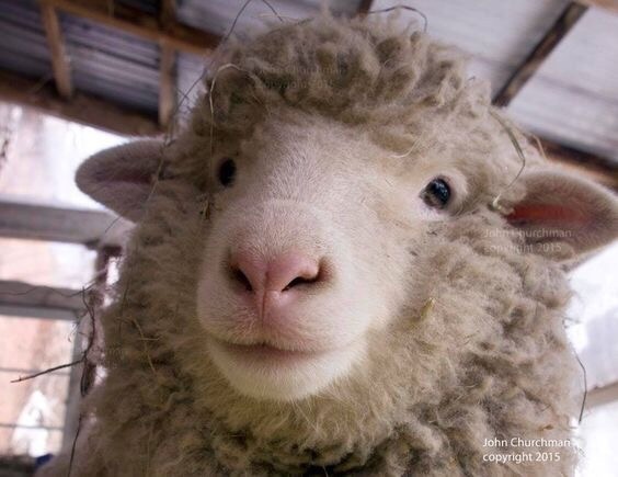 Эту милую овечку зовут Пи и она желает вам хорошего дня!