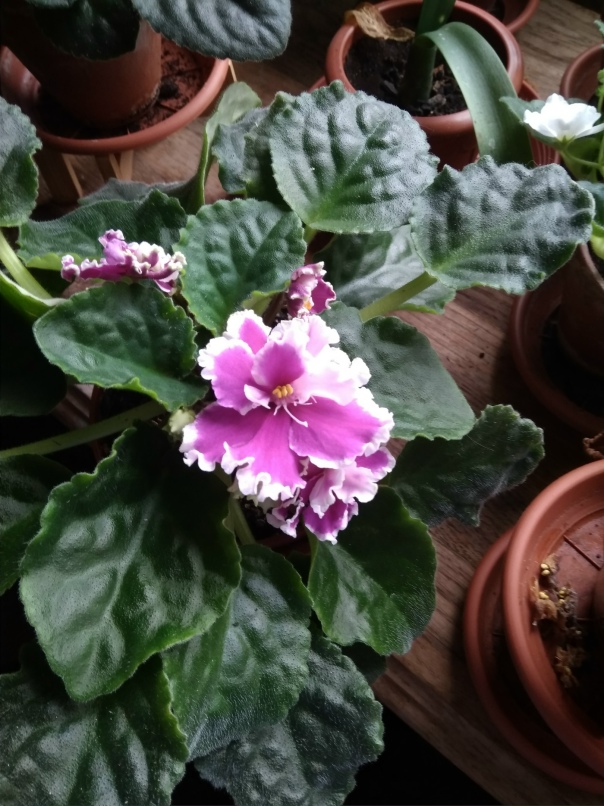 Светлана Смирнова | Санкт-Петербург