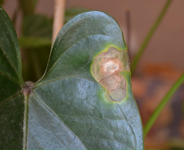 Болезни и вредители комнатных растений: защита и лечение