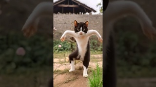 Cat Dancing to 'Happy' by Pharrell Williams #cat #happy #dancing #music #shorts