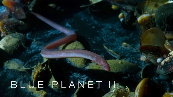 Brine pool of death Blue Planet II: Episode 2 Preview BBC