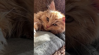 The Enigmatic Journey of Feline Domestication #didyouknow #factoid #fyp #facts