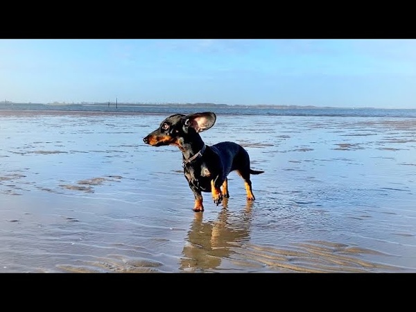 Dachshunds at the