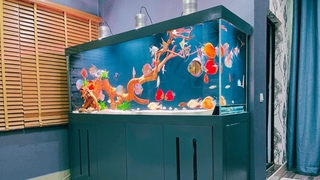 Top 7 Most Beautiful Discus Tank | Romantic Queen of Freshwater Aquarium