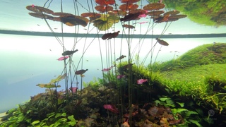 Forest Underwater by Takashi Amano - Najwiksze akwarium rolinne na wiecie. Oceanarium Lizbona