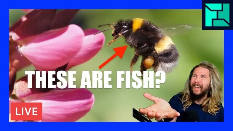 Why are Bees Considered Fish Now , OFFICE HOURS Podcast
