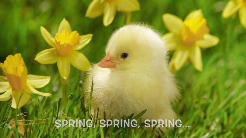 SPRING, SPRING, SPRING ( Melody Makers)